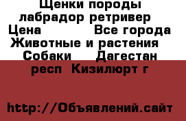 Щенки породы лабрадор ретривер › Цена ­ 8 000 - Все города Животные и растения » Собаки   . Дагестан респ.,Кизилюрт г.